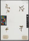 Foto von Salix myrsinites L.